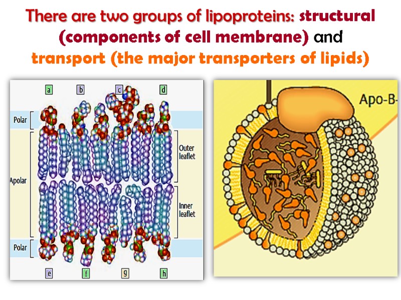 There are two groups of lipoproteins: structural (components of cell membrane) and transport (the